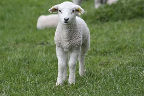 Free Lamb Stock Photo - FreeImages.com