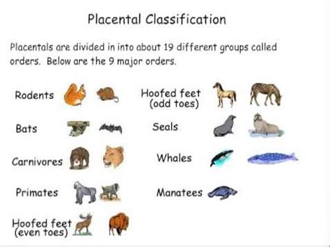 Mammal Classification - YouTube