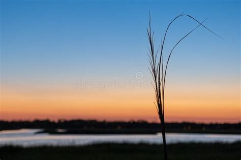 Sea Grass Silhouette during Sunset Over Saltwater Marsh, Usa Stock ...