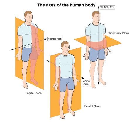 Cardinal Planes and Axes of Movement - Physiopedia