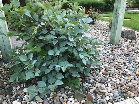 'Blue Shadow' Fothergilla