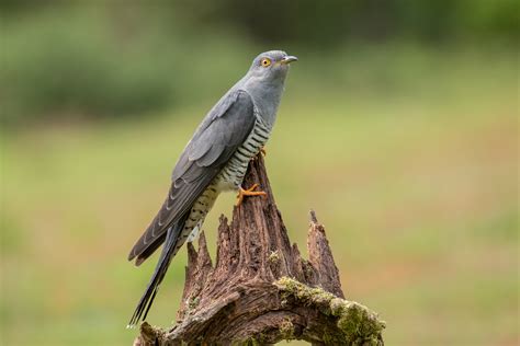 Common Cuckoo | Audubon Field Guide