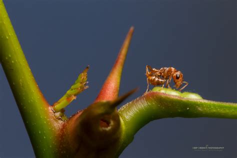 TECHNIQUE | Ant Acacia , balancing natural light and flash — Deep Green ...