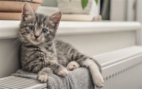 Gray Cat Names: 400+ Cute, Quirky and Popular Names For Gray Cats