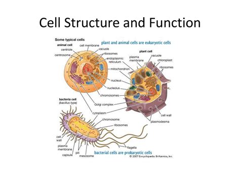 Two Basic Cell Types: Prokaryotic vs. Eukaryotic Cells | Study notes ...