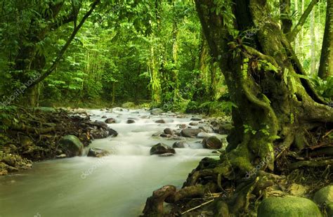 Tropical rainforest and river Stock Photo by ©szefei 3725598