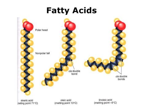 Lipids Chemistry Structure & Function