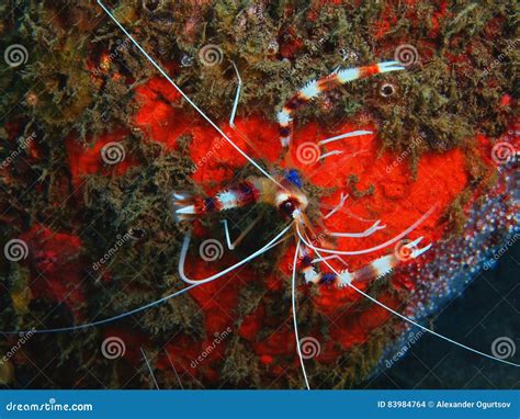 Cleaner shrimp stock photo. Image of underwater, dive - 83984764