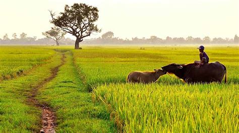 Hình ảnh cánh đồng lúa đẹp - Tổng hợp hình ảnh cánh đồng lúa đẹp nhất