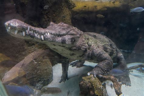 Species Spotlight: The West African Slender-Snouted Crocodile • The ...