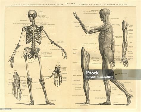 Human Anatomy Skeleton And Muscles Of The Body Stock Vector Art & More ...