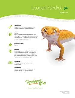 Leopard Gecko Feeding Guide