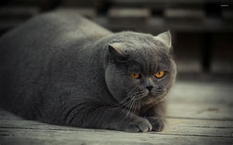 Gray fat cat with yellow eyes wallpaper - Animal wallpapers - #51308