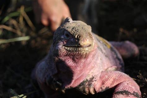 Experts estimate endangered Galapagos pink iguana population at 211