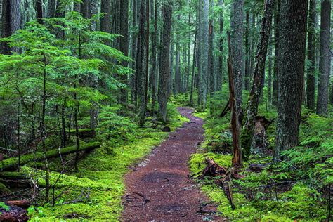 Hiking Trail Winds Through Mossy Photograph by Chuck Haney