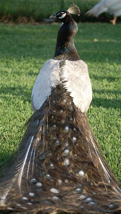 brown peacock - Google Search | Beautiful birds, Peafowl, Pet birds