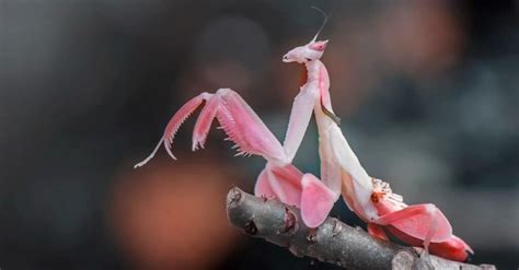 Praying Mantis - A-Z Animals