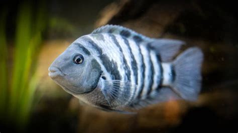 Convict Cichlid Care: Setup, Diet & Breeding (with Pictures)