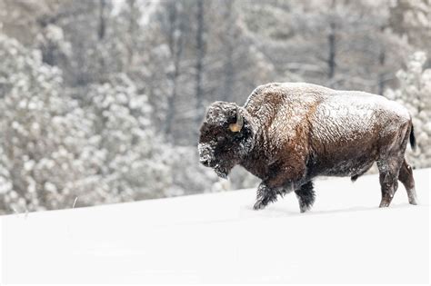 Winter Bison Wallpapers - Wallpaper Cave