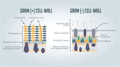 Gram Positive vs Gram Negative | Technology Networks