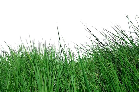 100 Grass Photo Photoshop Overlays, green grass, summer shooting ...