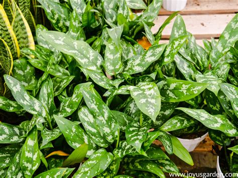 Chinese Evergreen Care and Growing Tips | Joy Us Garden