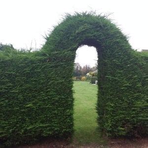 Leylandii hedge before cutting. | UK Watch Forum