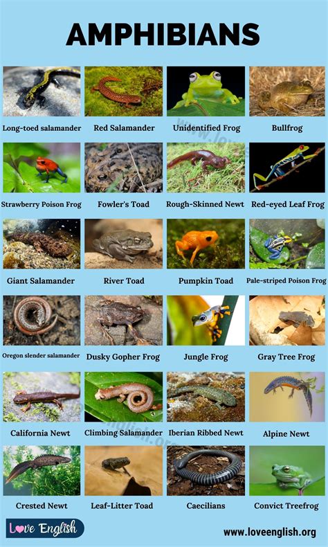 Amphibians: Amazing List of 30+ Amphibians Around the World - Love English