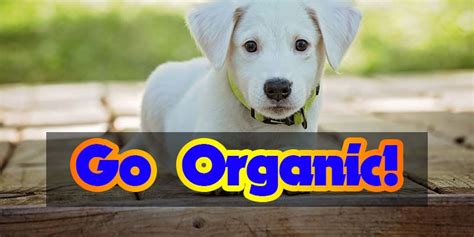 Top 10 Best Organic Dog Foods | PetAndBabyGates