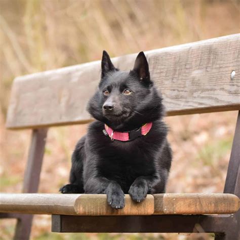 Schipperke Puppies For Sale • Adopt Your Puppy Today • Infinity Pups