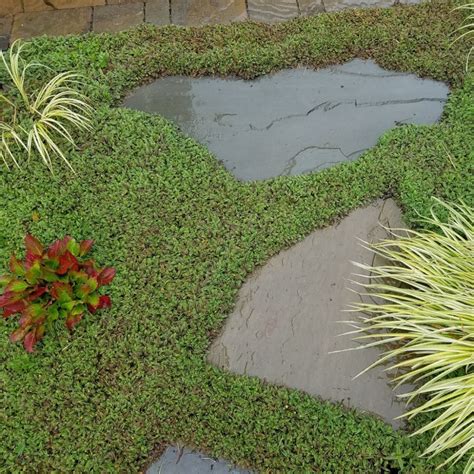 Alternatives to grass - what can I have instead of a lawn? - Design for ...