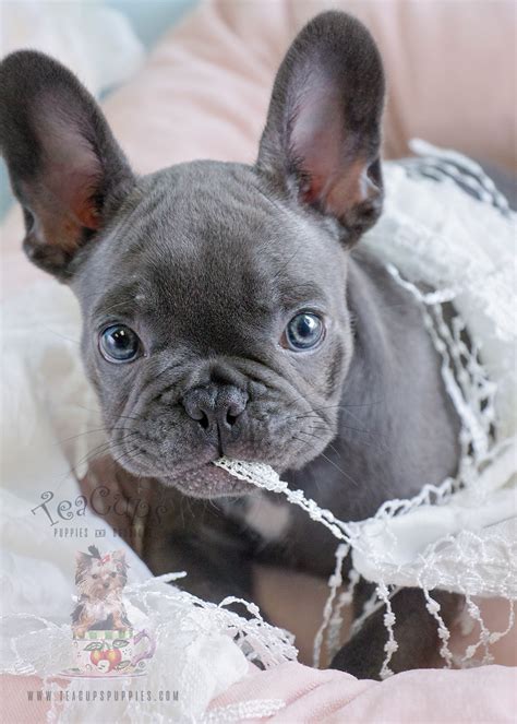 33+ Teacup Puppy French Bulldog Photo - Bleumoonproductions