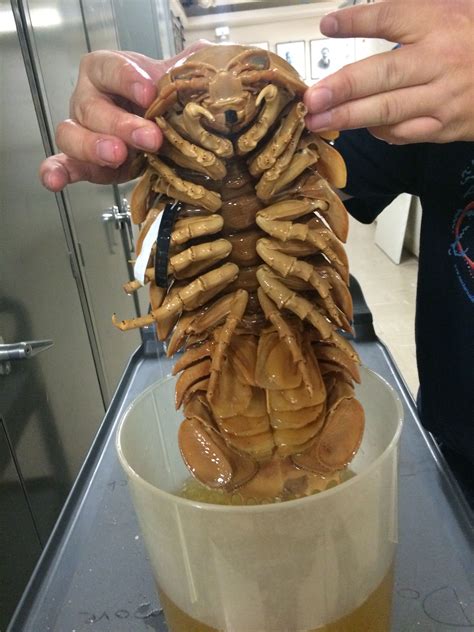 Giant Isopod- A Prime Example of the Gigantism found in the Deep Sea ...