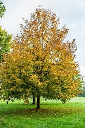 Littleleaf Linden Tree