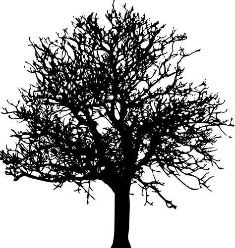 45 Tree Silhouettes PNG Transparent Background | OnlyGFX.com