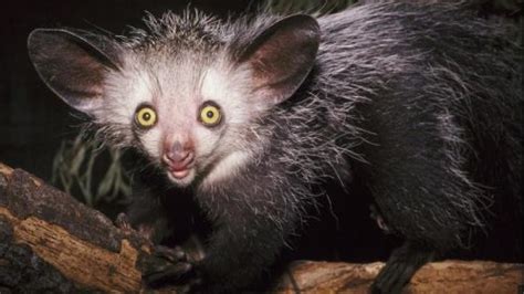 Aye Aye Facts | Strange Primate of Madagascar