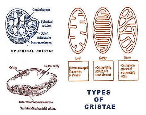 MITOCHONDRIA- DEFINITION-STRUCTURE- FUNCTION | BIOZOOM