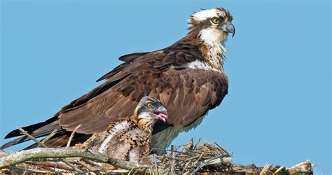 Photos and Videos for Osprey, All About Birds, Cornell Lab of Ornithology