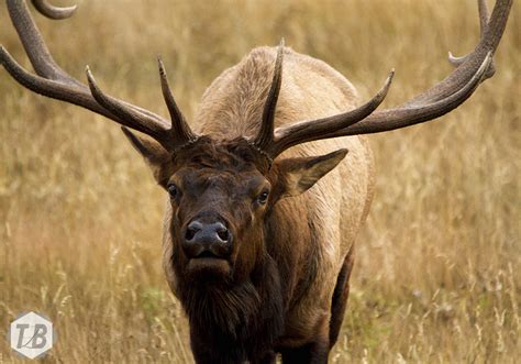 Hunting for Rocky Mountain Elk with a Lens | Alpenglow Creations