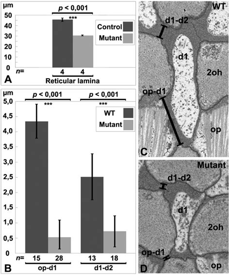 Quantification of the width of the reticular lamina and the length of...