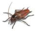 Brown Banded Cockroach Identification & Control | Orkin