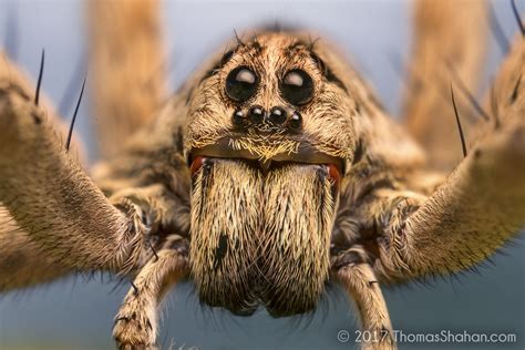 Hogna sp. Wolf Spider - Oklahoma | Thomas Shahan | Flickr