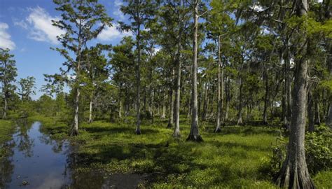 Climate of Wetland Swamp Ecosystems | Sciencing