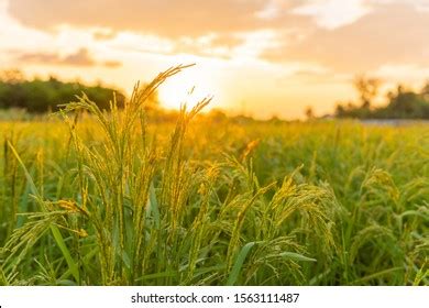 153.319 Yellow Green Rice Field Images, Stock Photos & Vectors ...