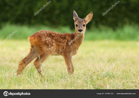 Young roe deer fawn — Stock Photo © hlavkom #161881152