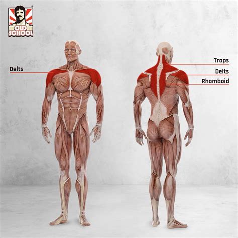 How to do a Face Pull with Proper Form, Tips, & Modifications - Old ...