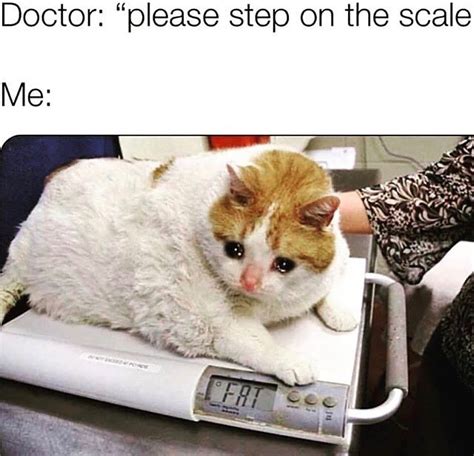 Top 10+ Funniest Fat Cat Memes on the Internet | PetPress