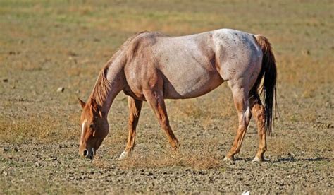 Roan Horses - Colors, Genetics & Breeds - Helpful Horse Hints