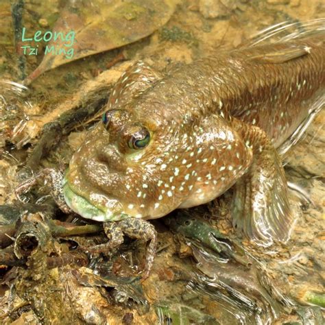 CRAB-EATING MUDSKIPPER – Bird Ecology Study Group