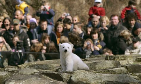 Knut the polar bear - NBC News